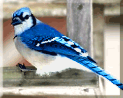 Bluejay ©  Wicca-Spirituality.com