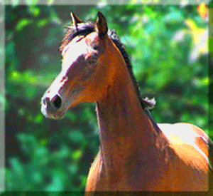 Horse ©  Wicca-Spirituality.com